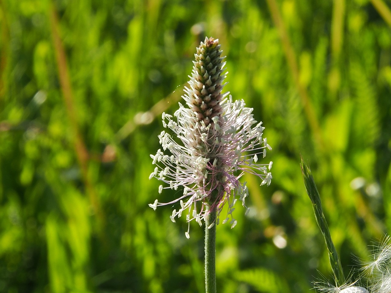 psyllium