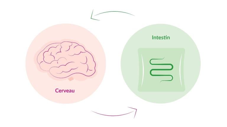 Le stress : l’ennemi de notre deuxième cerveau