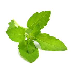L_CE_93_C3_87_C3_96Ocimum_20Sanctum.png