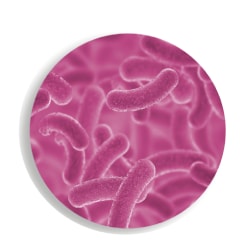 Lactobacillus acidophilus