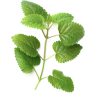 plant-11-card-img
