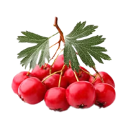 L’aubépine