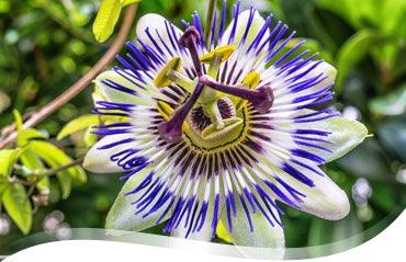 La passiflore