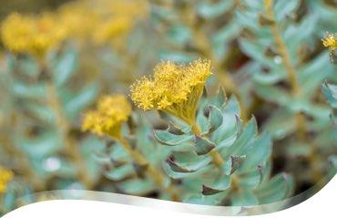 Rhodiola Rosea
