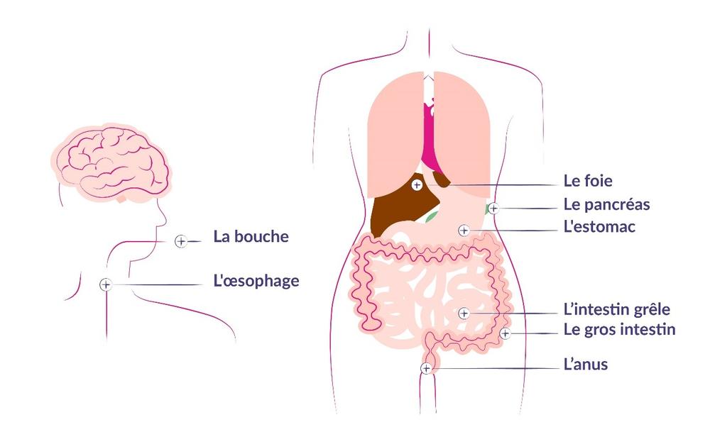 Illustration appareil digestif