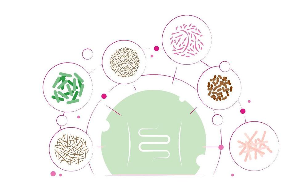 Qu’est-ce que la phytothérapie ?
