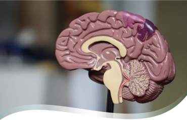 L’intestin, notre deuxième cerveau ?