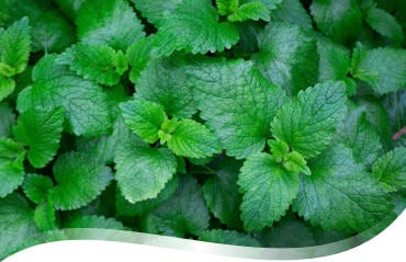 Quelles plantes pour contribuer au bien-être intestinal ?